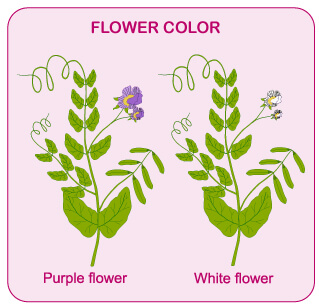 mendel and his work, mendel's seven traits, flower color, flower position, seed shape, seed color, stem heigh, pod shape, pod color, dihybrid cross, m